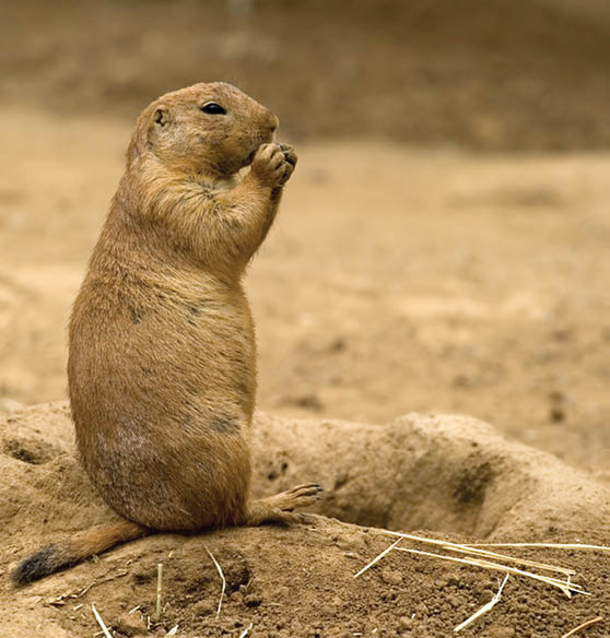 Prairie Dog Ecology And Management In Wyoming,Is Soy Milk Healthy For You