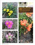 Common Herbaceous Plants of the Thunder Basin Grasslands - Thunder Basin  Ecology Factsheet #3 cover