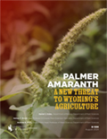 Palmer Amaranth: A New Threat to Wyoming cover
