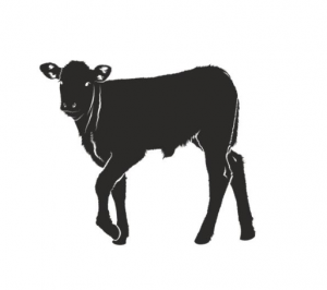 calf