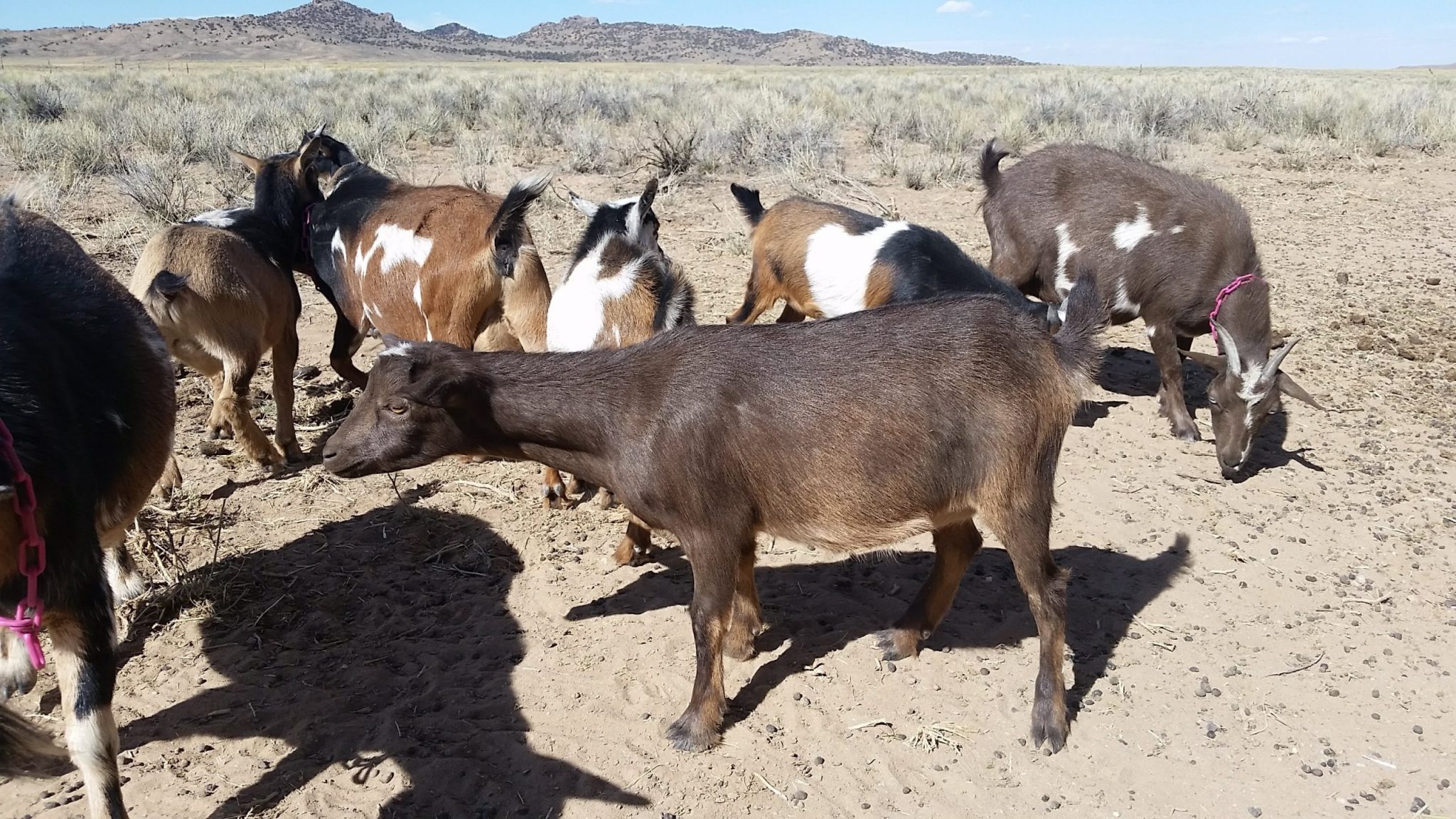 Animal Sales Carbon County