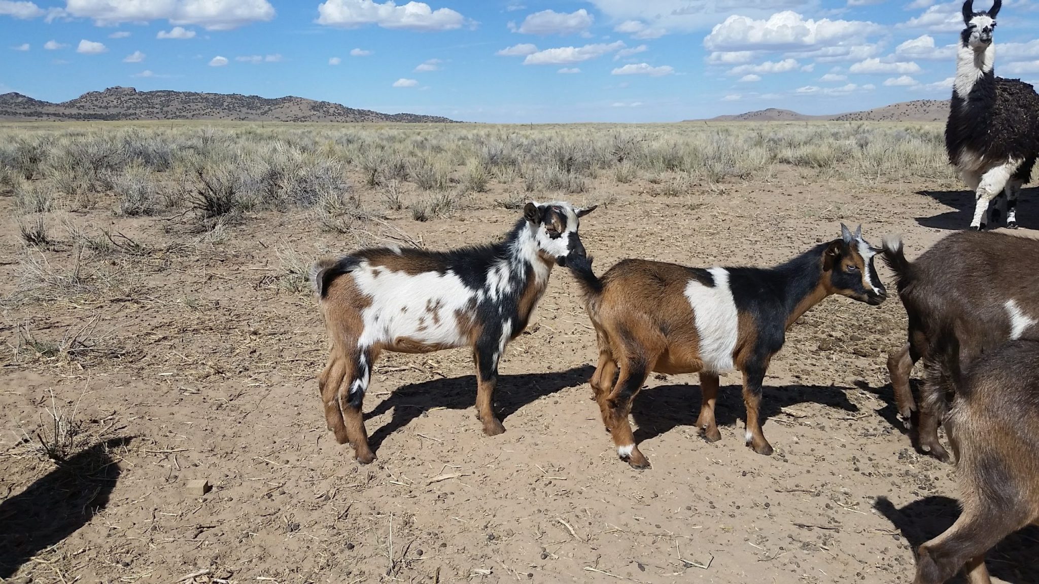 Animal Sales Carbon County