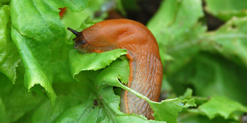 Snail eating lettuce