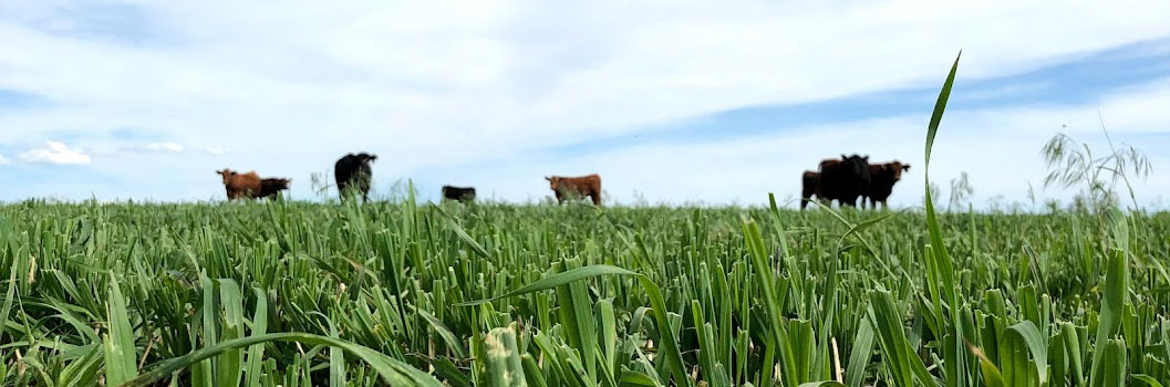 Cover Crop Challenges: Prussic Acid Poisoning – Johnson County