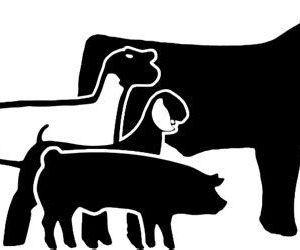 Profile view of a steer, lamb, goat, and hog.