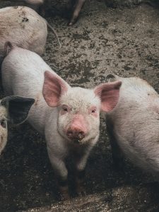 A young pig
