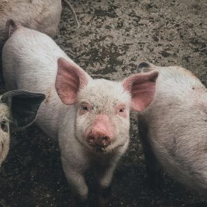 A young pig