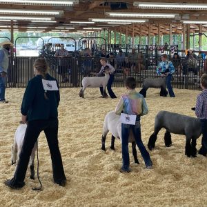 Exhibitors brace their lambs in the show ring while the judge evaluates.