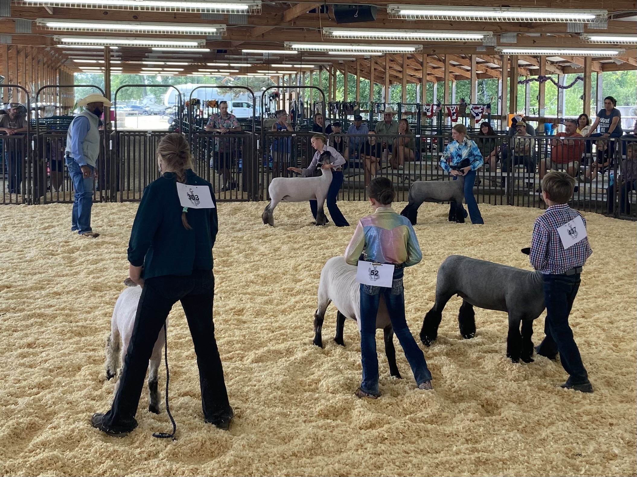 Exhibitors brace their lambs in the show ring while the judge evaluates.