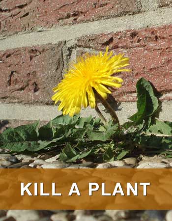 Kill a Plant