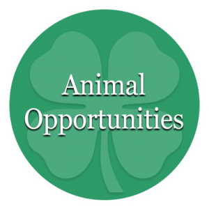 Animal Opportunities