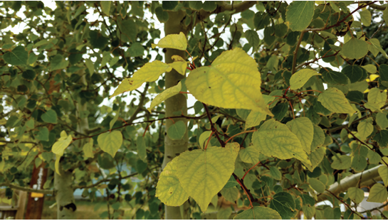 Iron Deficiency Chlorosis in Wyoming 