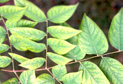 Figure 1. Iron chlorosis on Kentucky coffeetree(Gymnocladus dioicus). Yellowing leaves