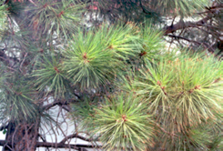 Figure 2. Iron chlorosis on ponderosa pine (Pinus ponderosa).