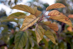 Figure 3. Iron chlorosis on crabapple (Malus sp.) Leaves are turning orange