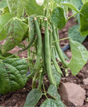 Cluster of green beans hanging from a stem 