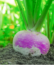 Bulbous root vegetable with thin green stems, purple top and white bottom 
