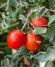 Red tomatoes on a green plant 