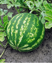 Green and yellow-green, round, large watermelon 