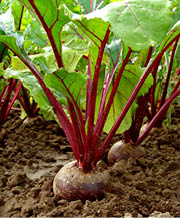 Round brownish beet with bright red stems and green leaves in rows in garden 