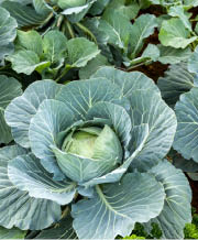 Large, green round vegetable surrounded by big green leaves 