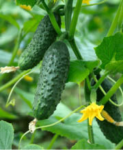 Bumpy cucumbers hanging from green stems 