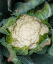 White, bumpy, round vegetable surrounded by large green leaves 
