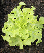 Leafy oak-leaf shaped lettuce in the garden 
