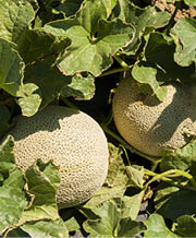 Rough, round, tannish melons on a vine with green leaves 