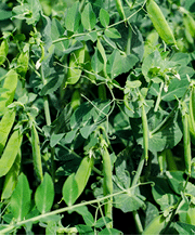 Pea pods hanging from vines surrounded by green leaves 
