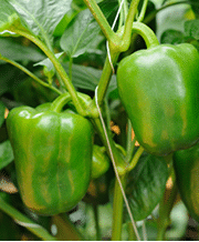 Two green bell peppers with yellow markings hanging on the plant 