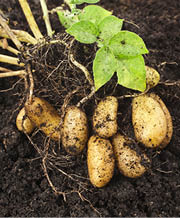 Clump of several yellow-white potatoes freshly dug up and sitting on top of the dirt 