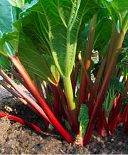 Leafy plant with thick red stems and large green leaves 