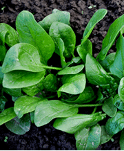 Green leafy plant in the garden 