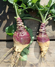 Bulbous root vegetable with purple tops and white bottoms 