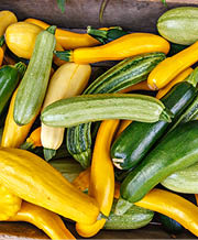 Pile of yellow and green cylindrical squashes 