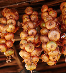 Strings of onions hanging from wood rafters 
