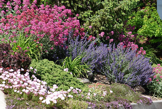 Flower bed with evergreen pine tree, rocks, pink and purple flowers and ground covers 