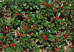 glossy green leaves and red berries