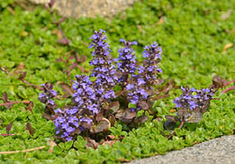 green ground cover with upright small purple spikes of flowers