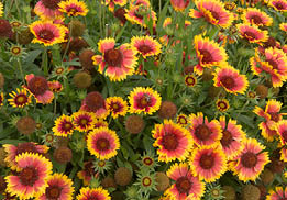 Flowers with red centers, and orange and yellow serrated petals