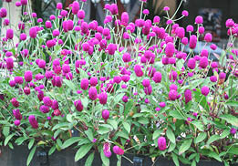 elongated leaves and oval purple balls at the end of long stems