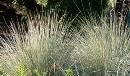 mounds of spiky grass