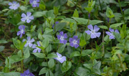 green leafed ground cover with purple and lavender flowers with 5 distinct petals 