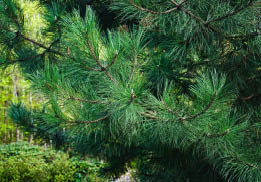 Pine tree with long needles