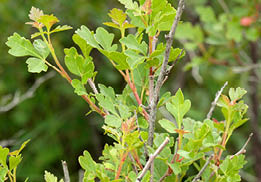 Green leaves with rounded serrated leaves 