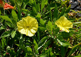 creamy yellow flowers