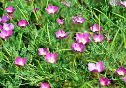 Magenta cup-shaped flowers with with middles on feathery leafed plant