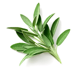 Slender, pointed green leaves