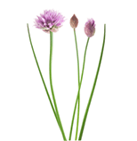Lavender-pink flowers and long, slender leaves